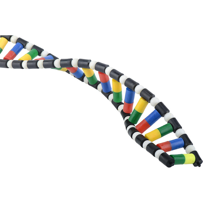 DNA double helix model